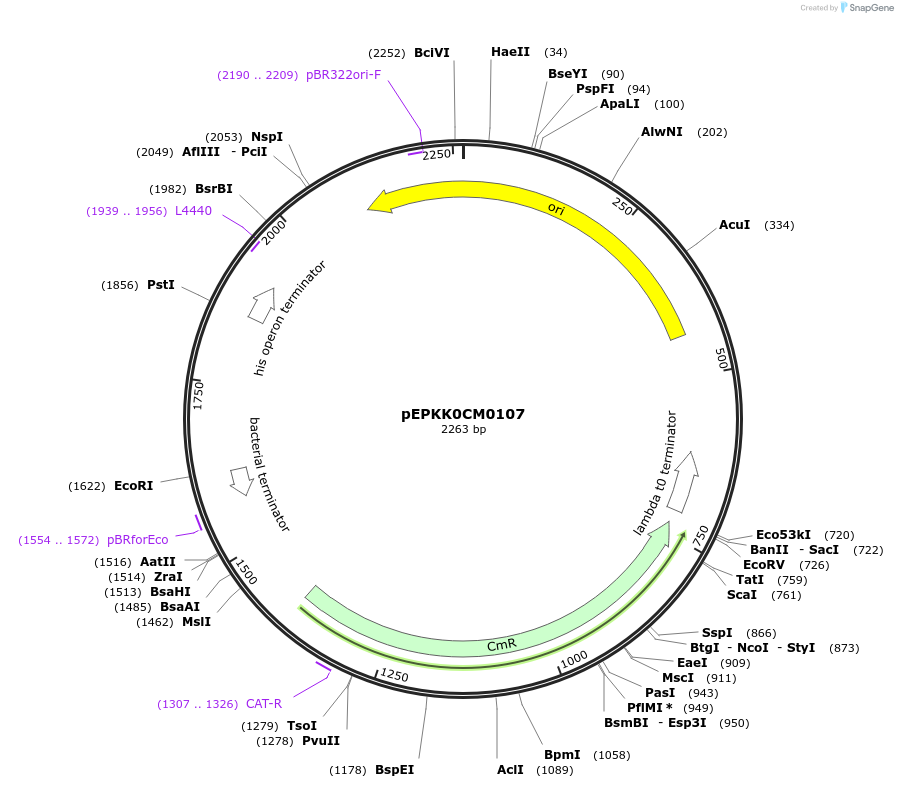 154562-plasmid-map-sequence-id-324517