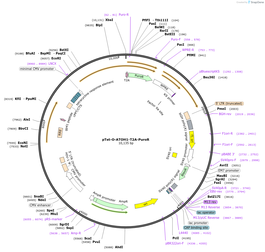 162342-plasmid-map-sequence-id-324523