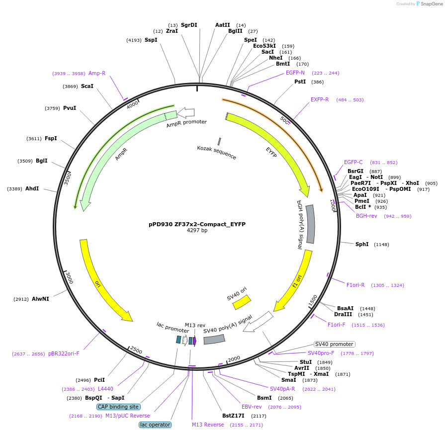 138925-plasmid-map-sequence-id-324529