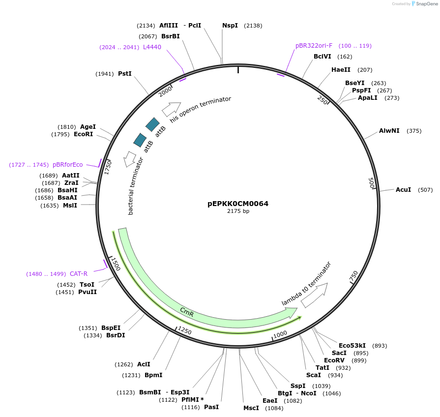 154591-plasmid-map-sequence-id-324531