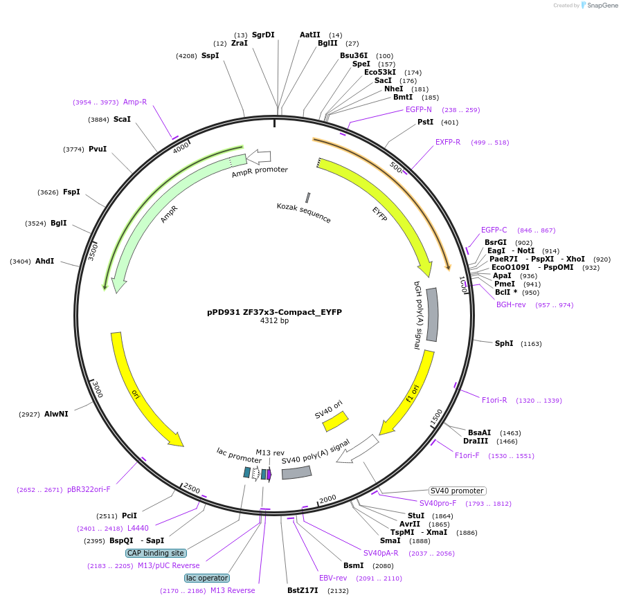 138926-plasmid-map-sequence-id-324539