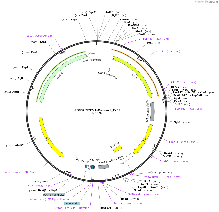 138927-plasmid-map-sequence-id-324540