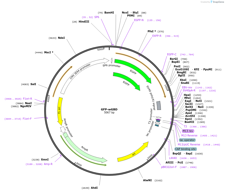 26734-plasmid-map-sequence-id-324546