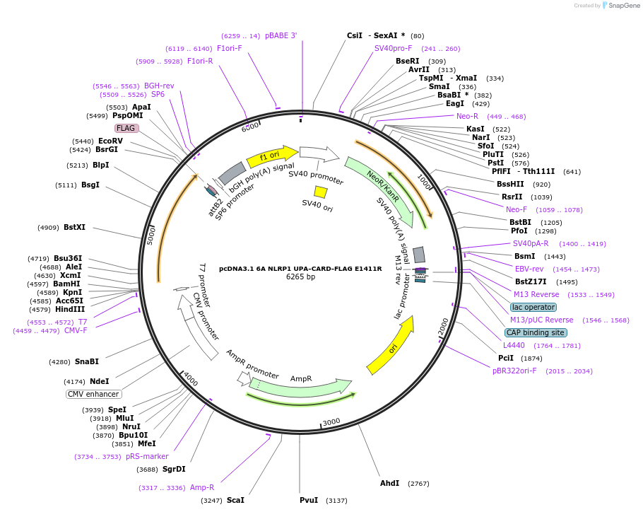 163984-plasmid-map-sequence-id-324554