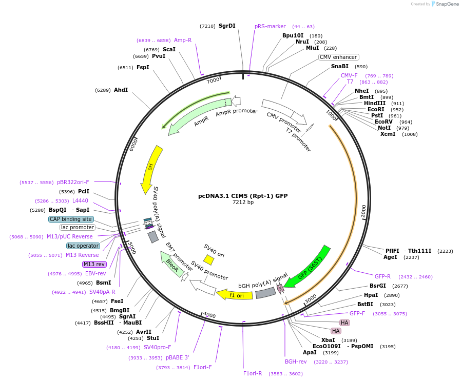 16074-plasmid-map-sequence-id-324557