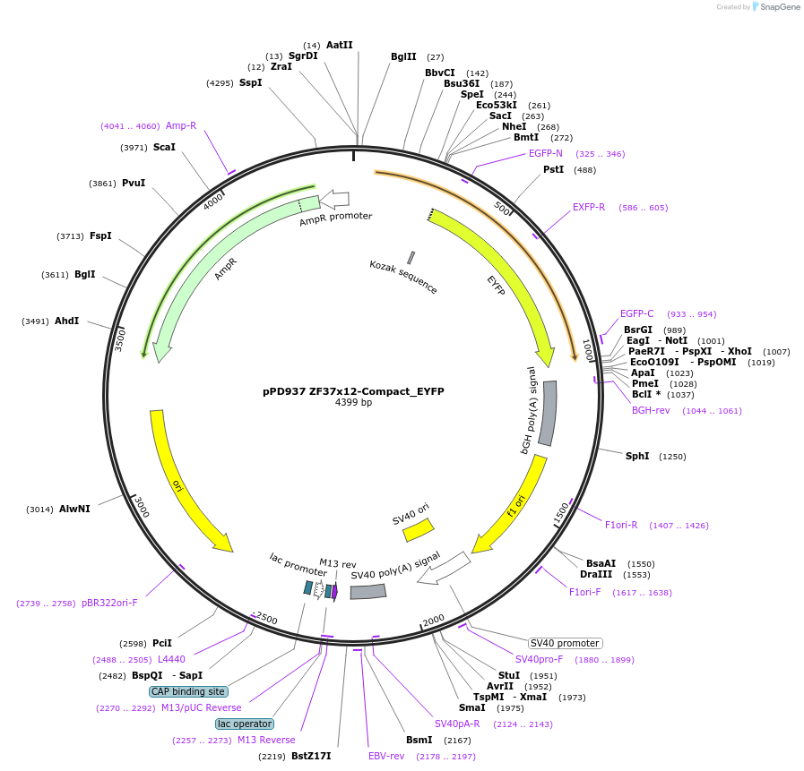 138932-plasmid-map-sequence-id-324558
