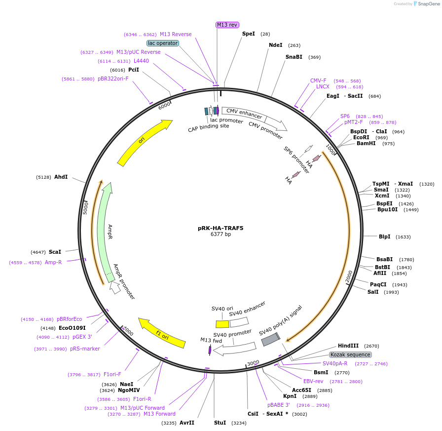 58315-plasmid-map-sequence-id-324559