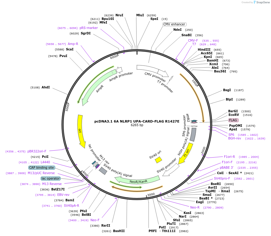 163986-plasmid-map-sequence-id-324563
