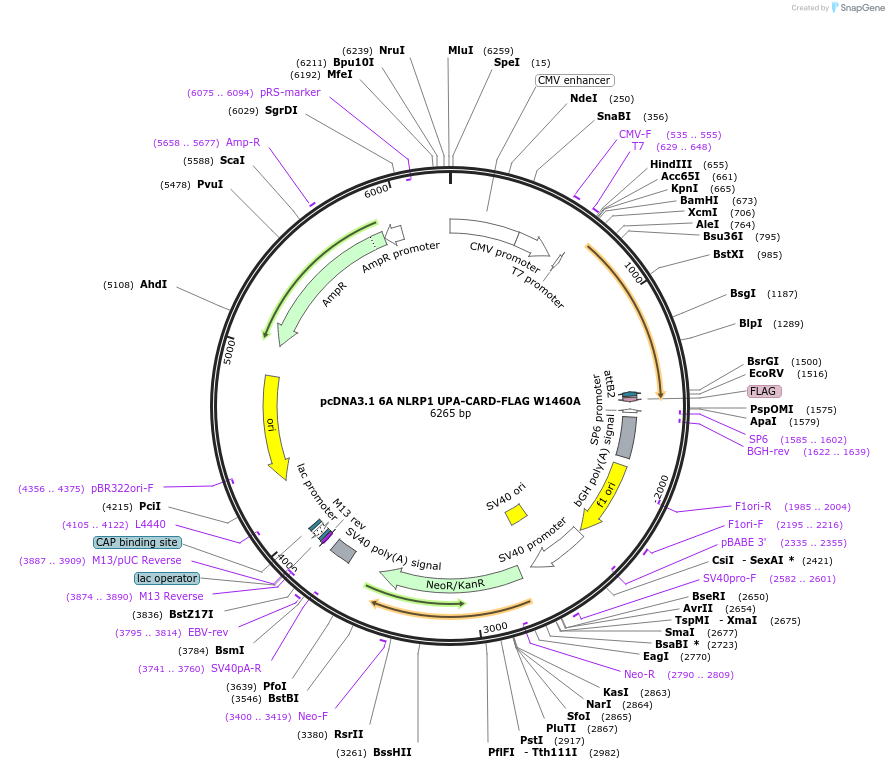 163989-plasmid-map-sequence-id-324581