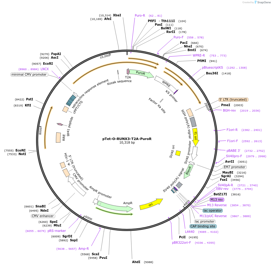 162349-plasmid-map-sequence-id-324598