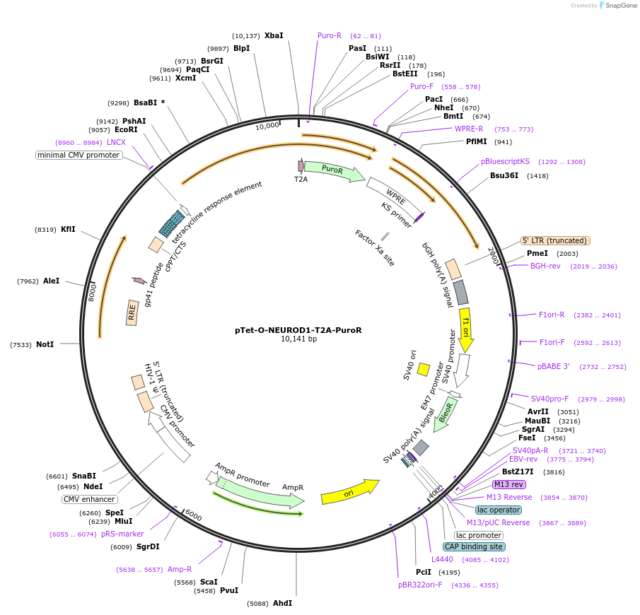 162338-plasmid-map-sequence-id-324600