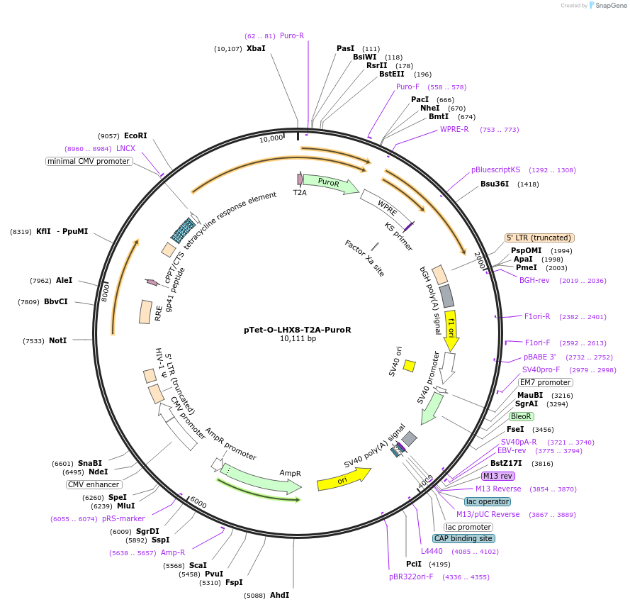 162350-plasmid-map-sequence-id-324601