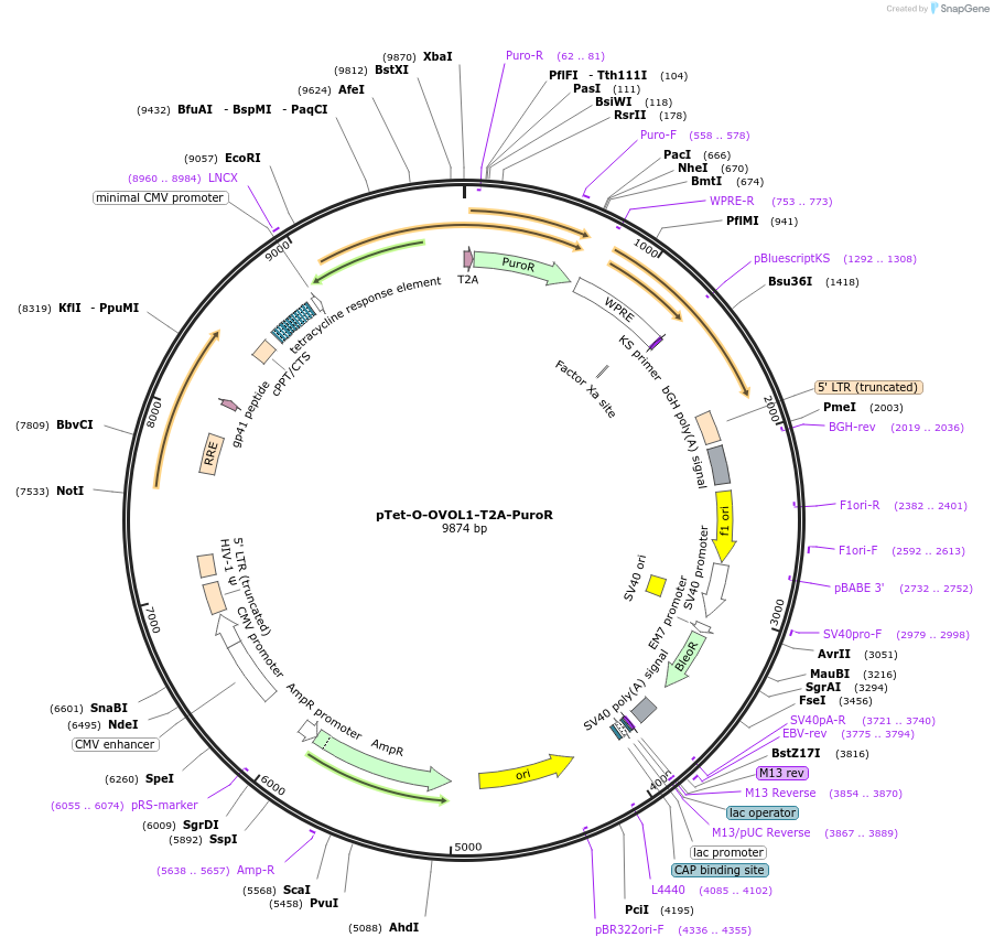 162347-plasmid-map-sequence-id-324602