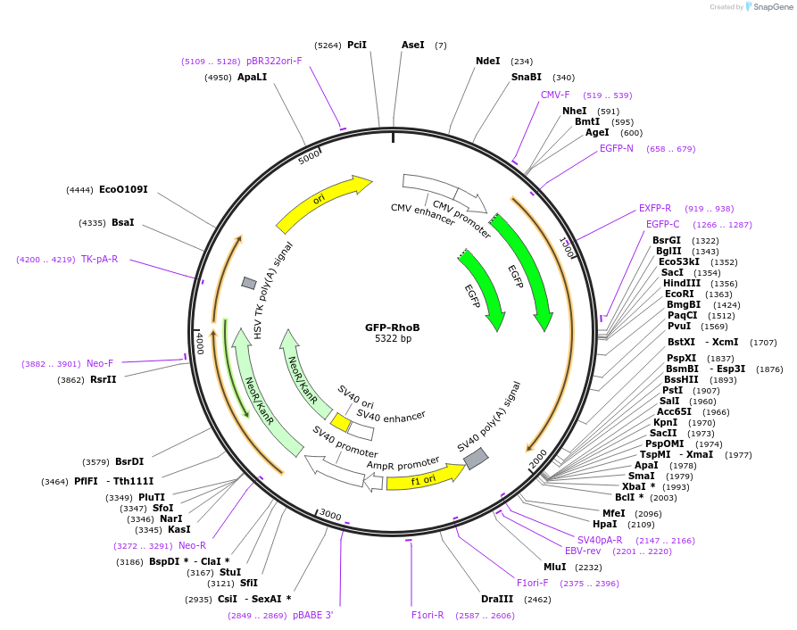 23225-plasmid-map-sequence-id-324604
