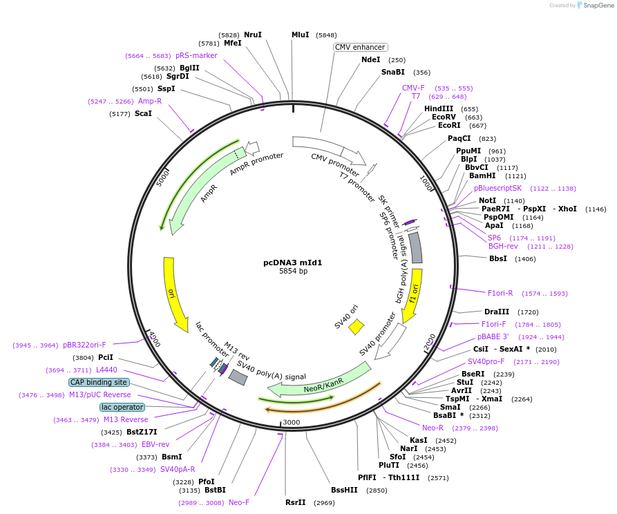 16060-plasmid-map-sequence-id-324606