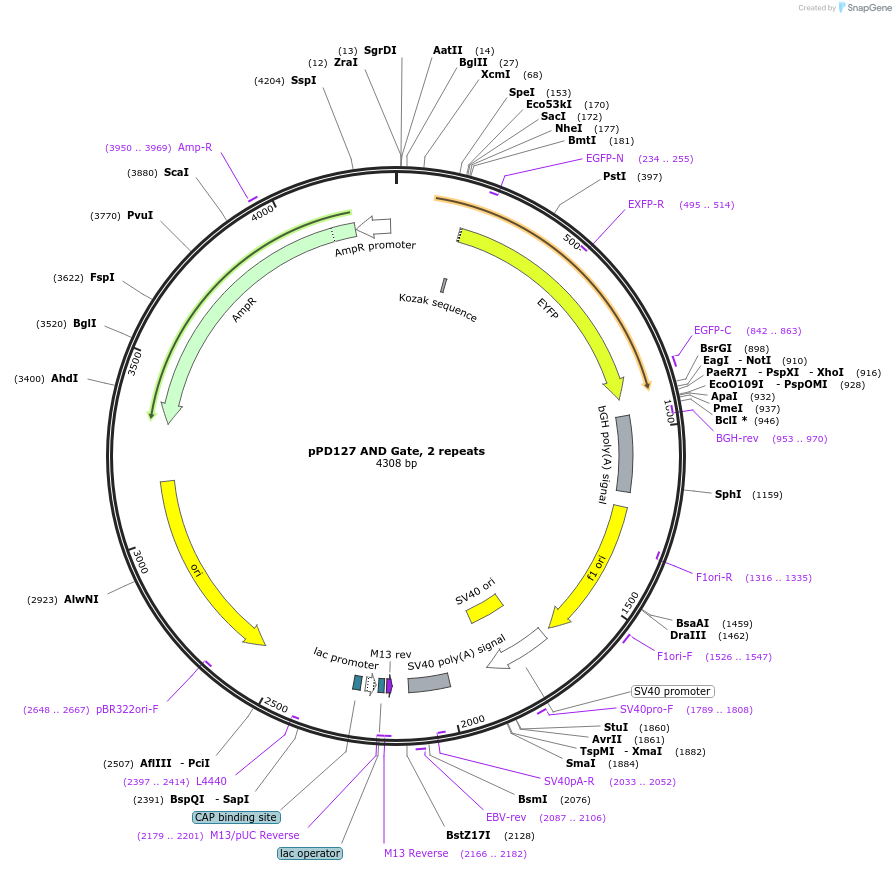 138936-plasmid-map-sequence-id-324607