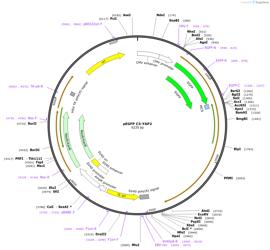 19055-plasmid-map-sequence-id-324609