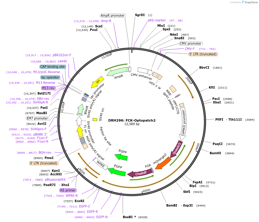 51694-plasmid-map-sequence-id-324610