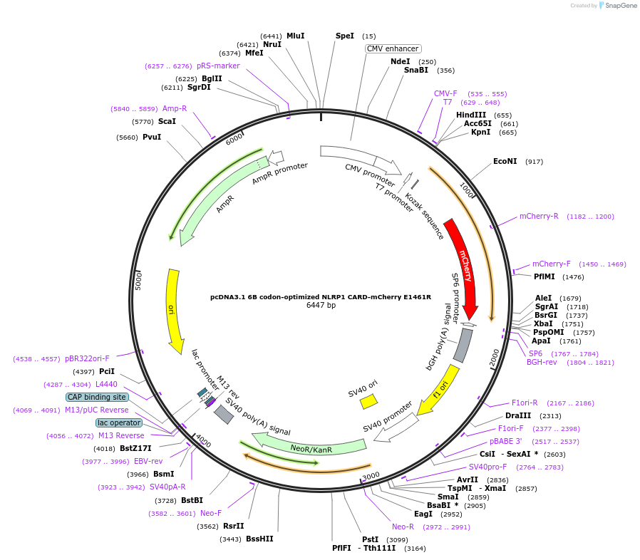 164002-plasmid-map-sequence-id-324625