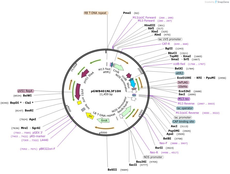 141285-plasmid-map-sequence-id-324626