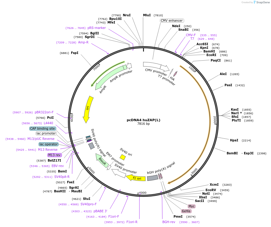 45907-plasmid-map-sequence-id-324633