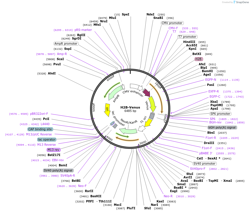 20971-plasmid-map-sequence-id-324634
