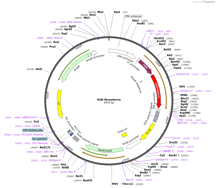 20970-plasmid-map-sequence-id-324636