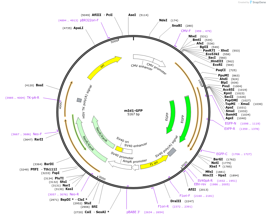 20964-plasmid-map-sequence-id-324639