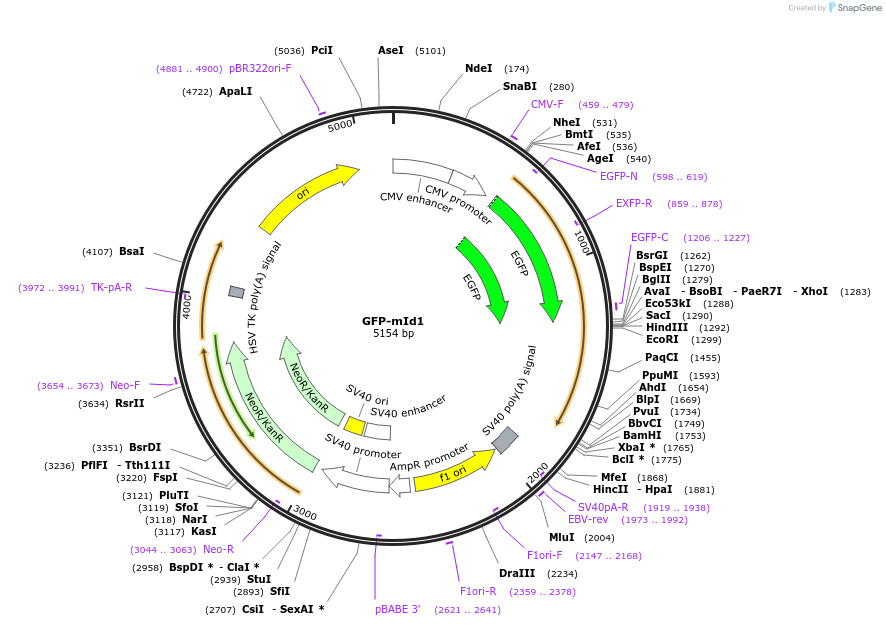 20963-plasmid-map-sequence-id-324640