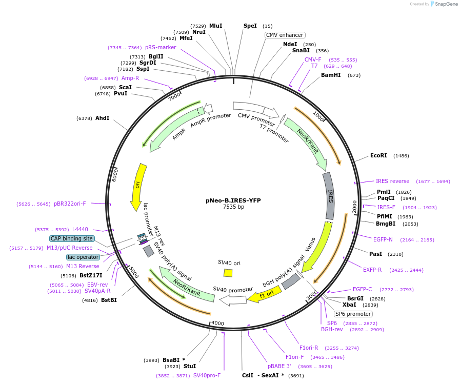 22670-plasmid-map-sequence-id-324641