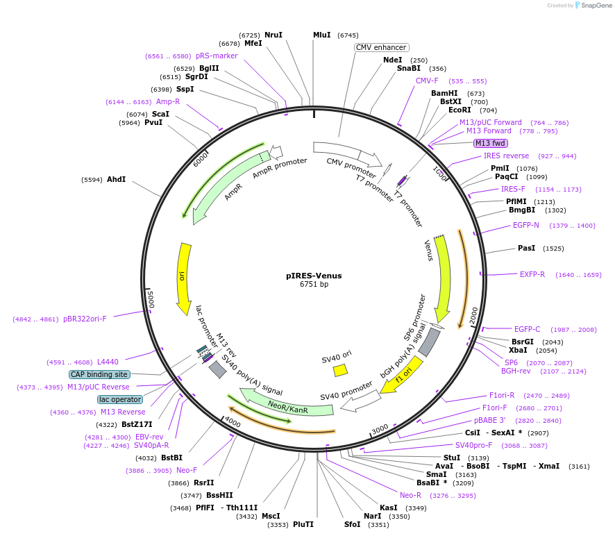 22665-plasmid-map-sequence-id-324643