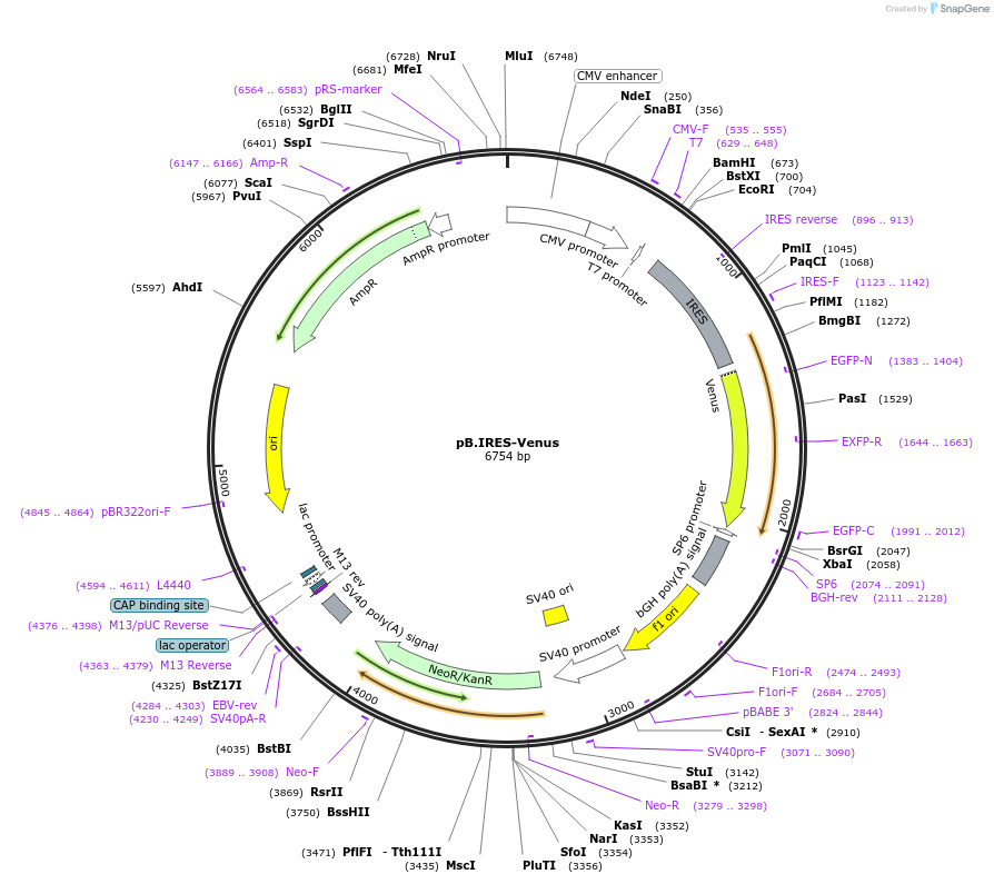 22666-plasmid-map-sequence-id-324644