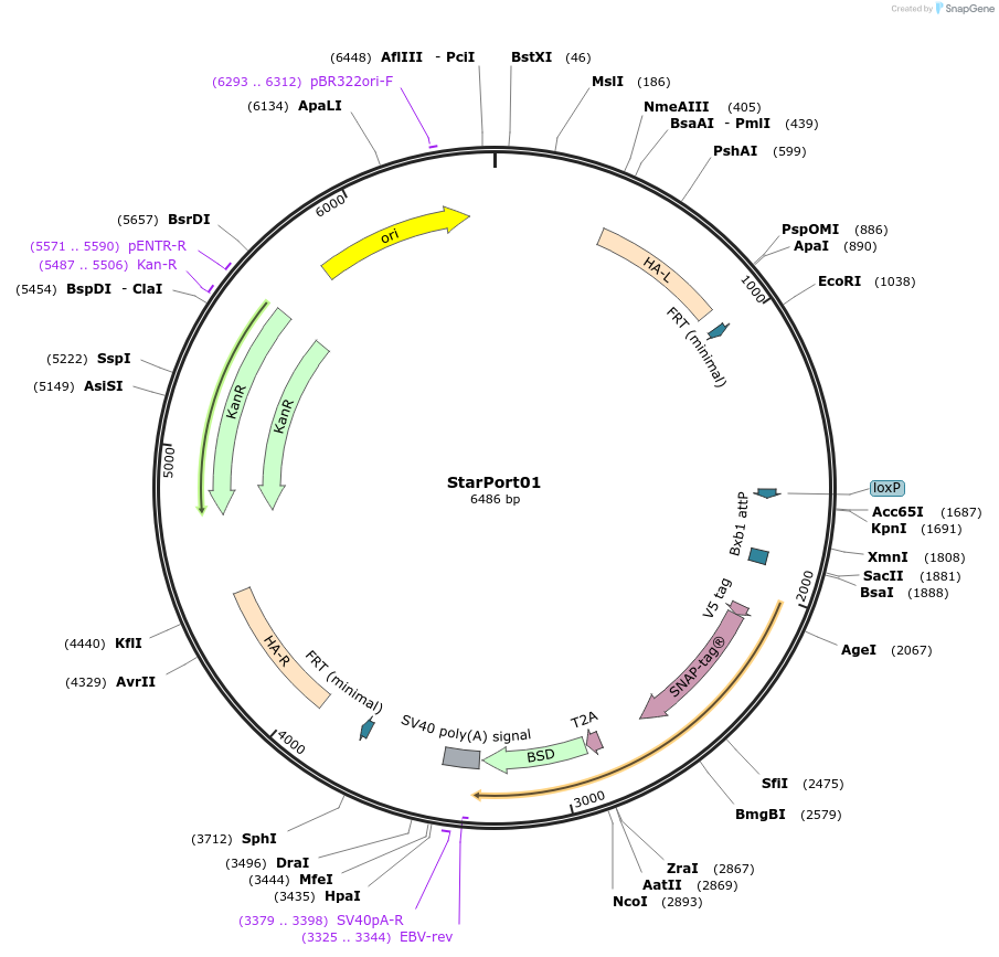164503-plasmid-map-sequence-id-324720