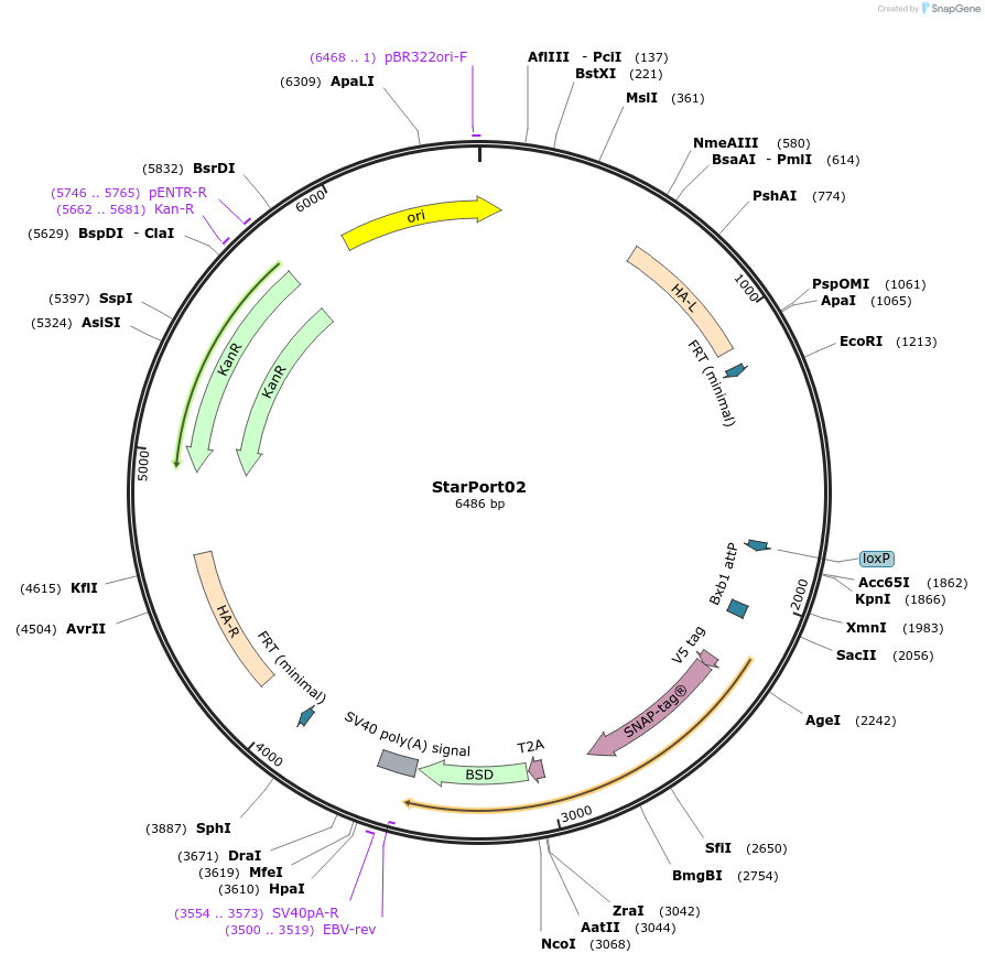 164504-plasmid-map-sequence-id-324721