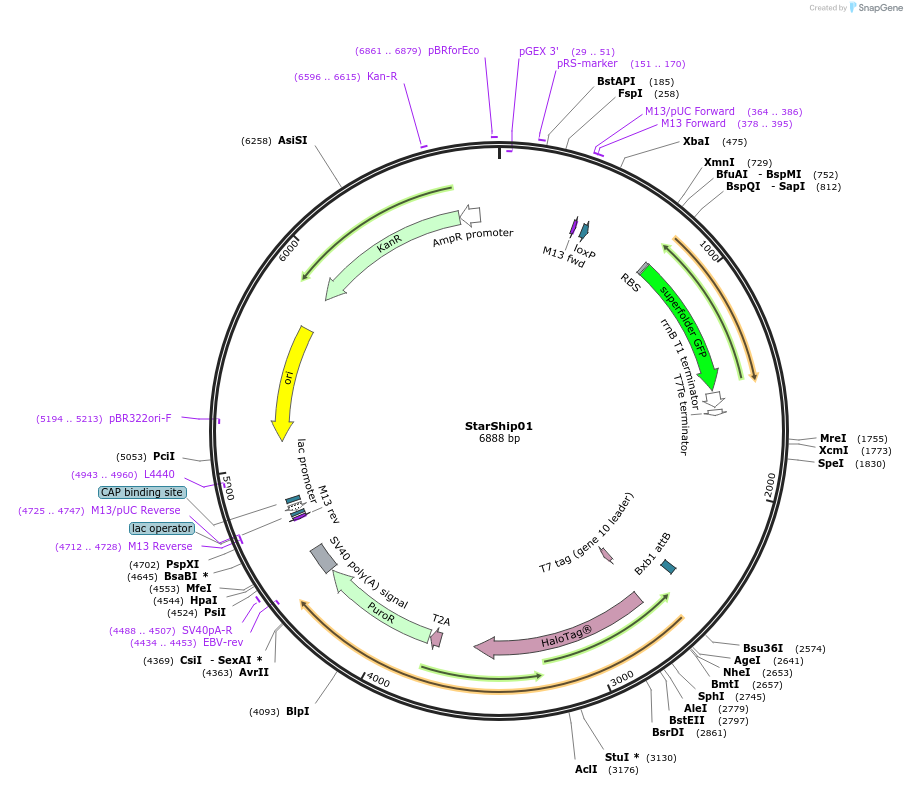 164505-plasmid-map-sequence-id-324722
