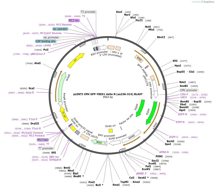 164235-plasmid-map-sequence-id-324754