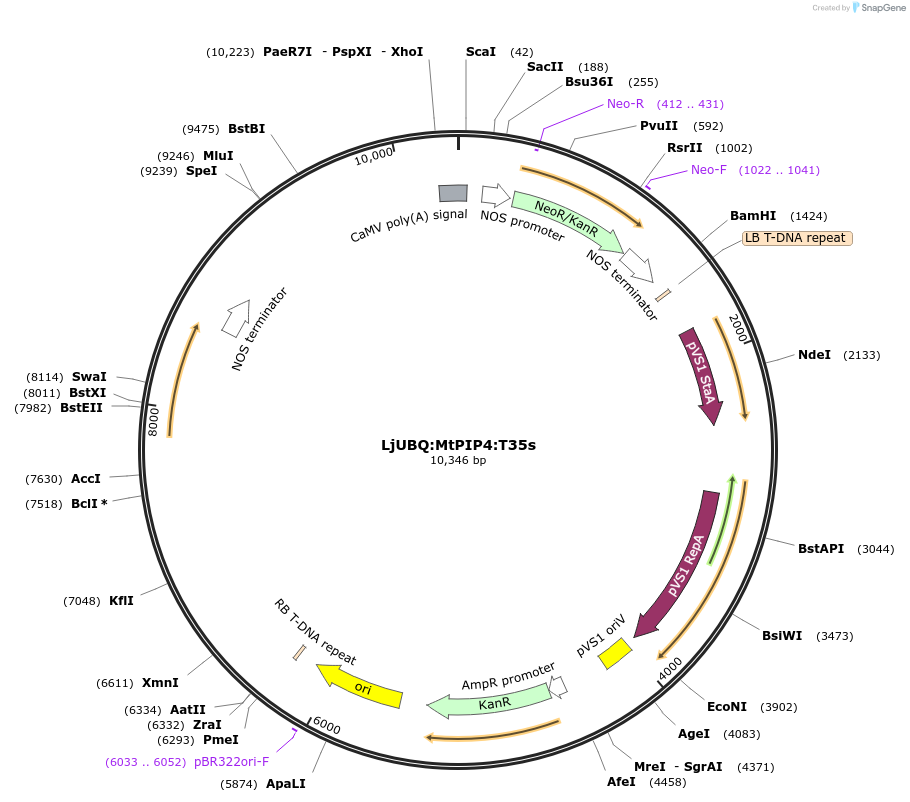 164763-plasmid-map-sequence-id-324758