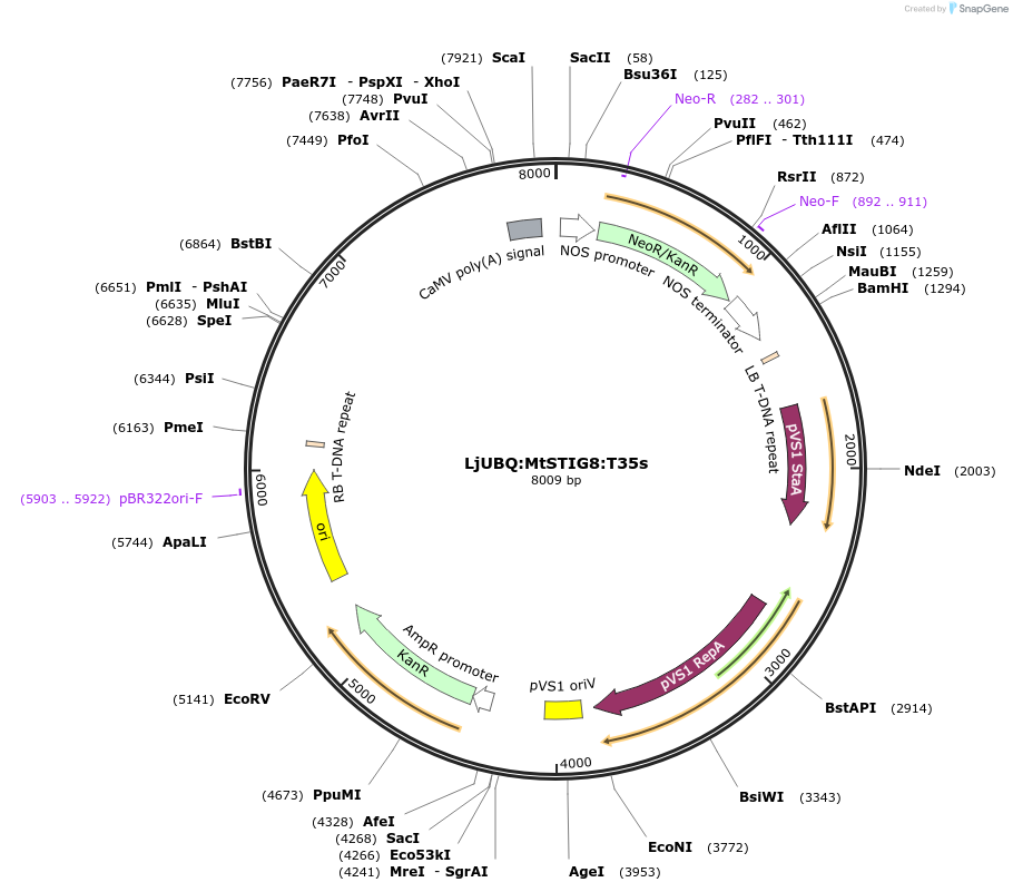 164772-plasmid-map-sequence-id-324761