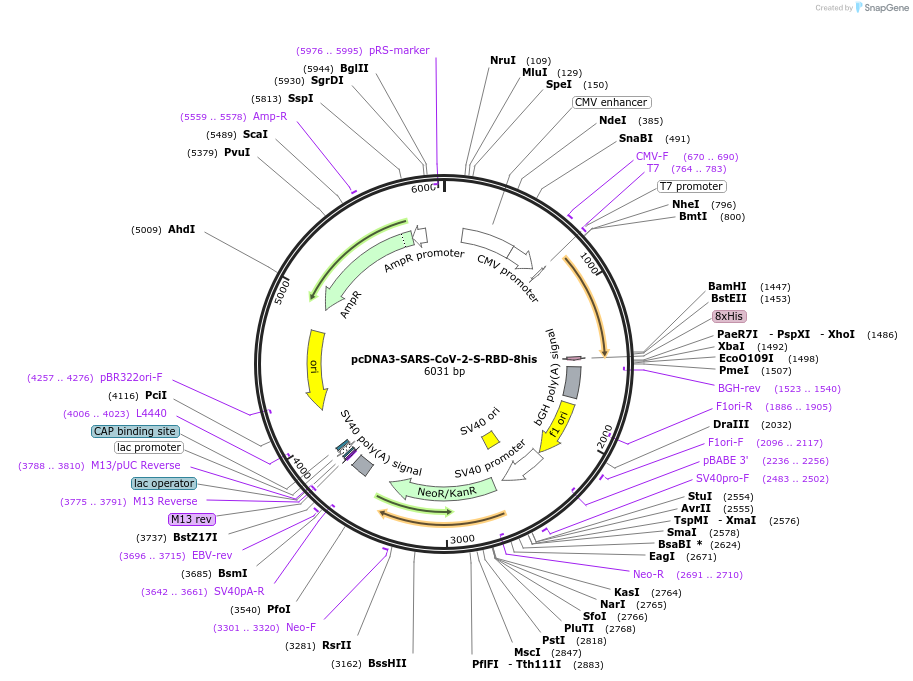145145-plasmid-map-sequence-id-324821