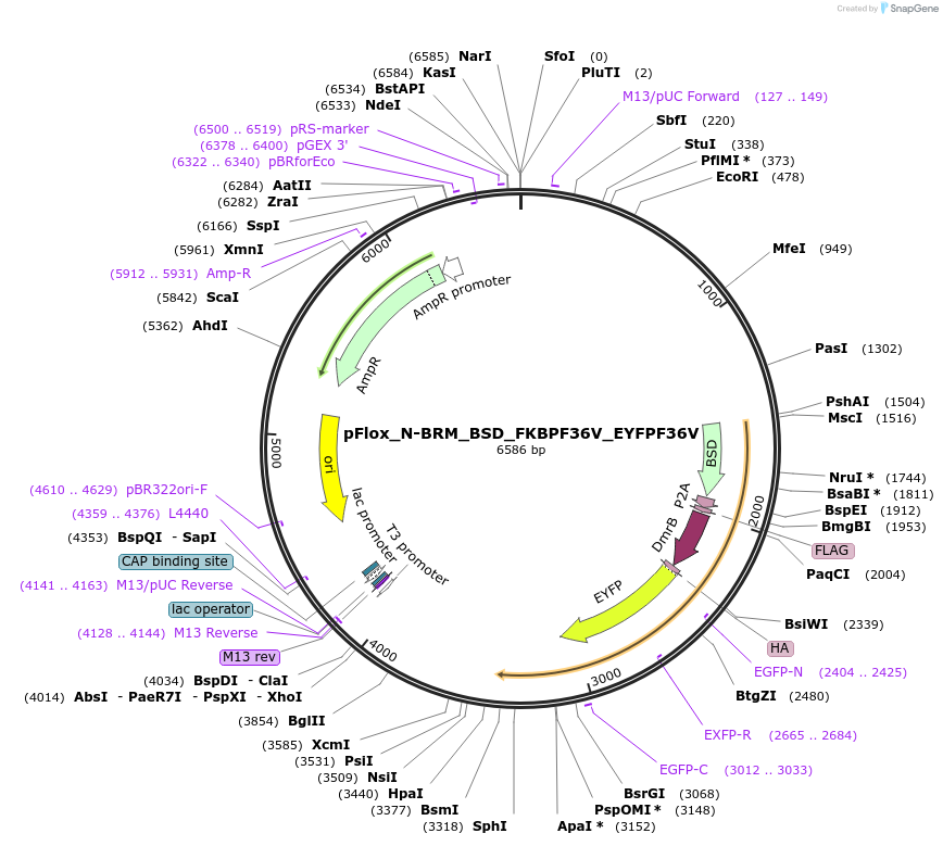 163876-plasmid-map-sequence-id-324822