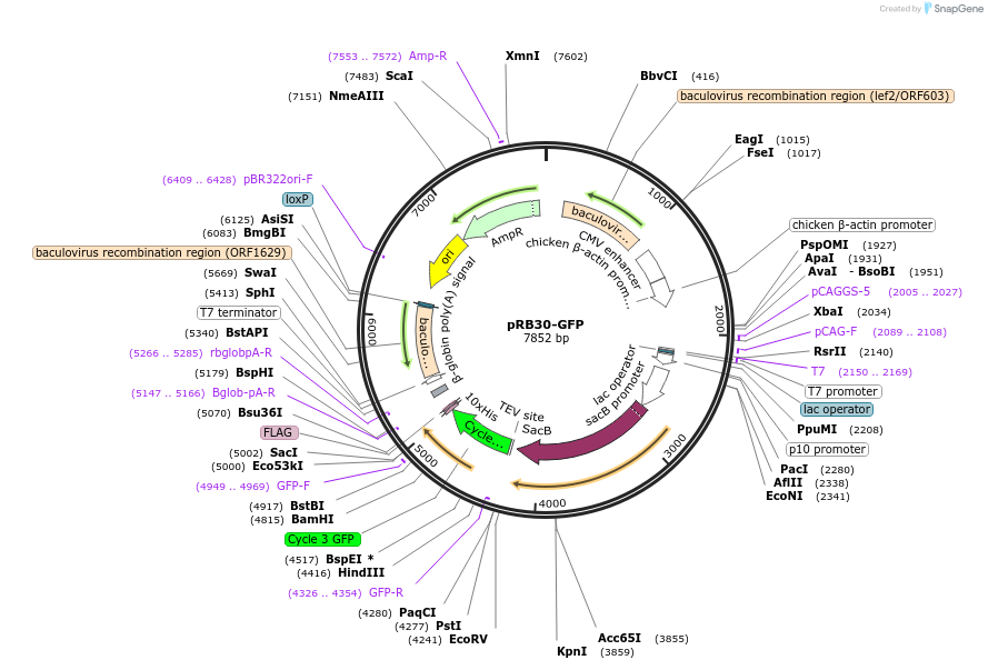 165481-plasmid-map-sequence-id-324824