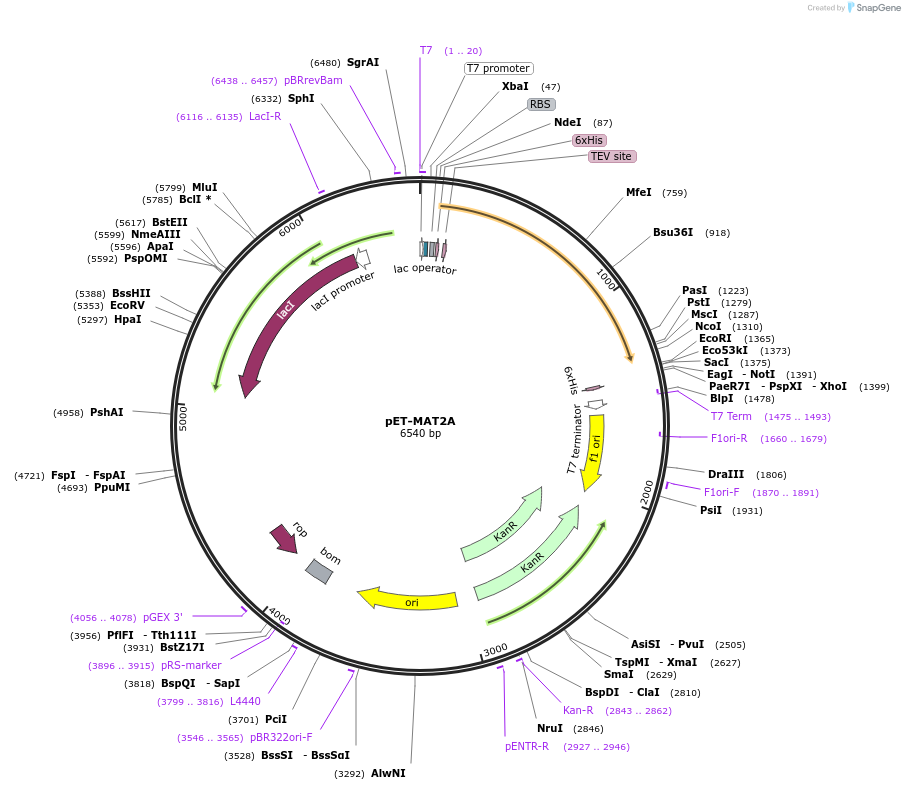 164820-plasmid-map-sequence-id-324827