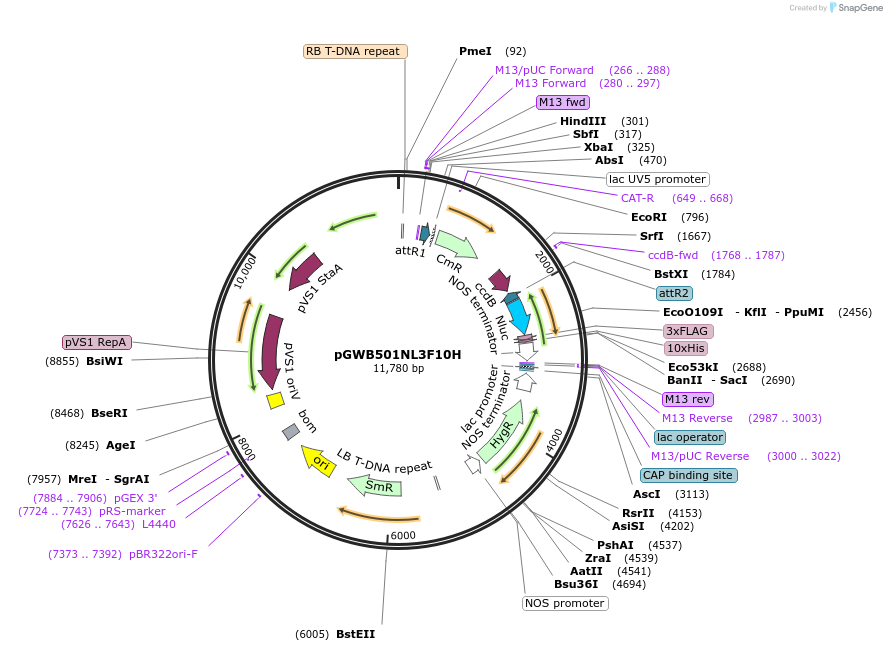 141286-plasmid-map-sequence-id-324828