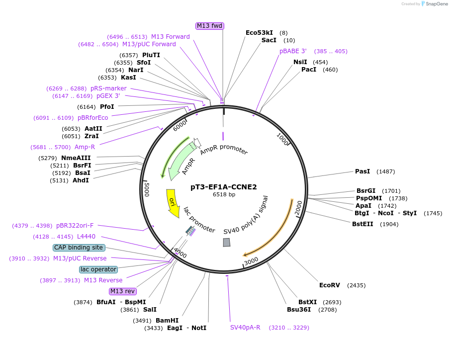 162554-plasmid-map-sequence-id-324832