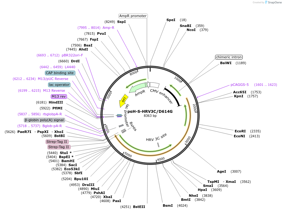 164568-plasmid-map-sequence-id-324833