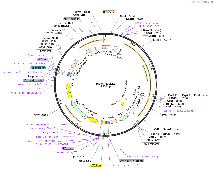 163625-plasmid-map-sequence-id-324834