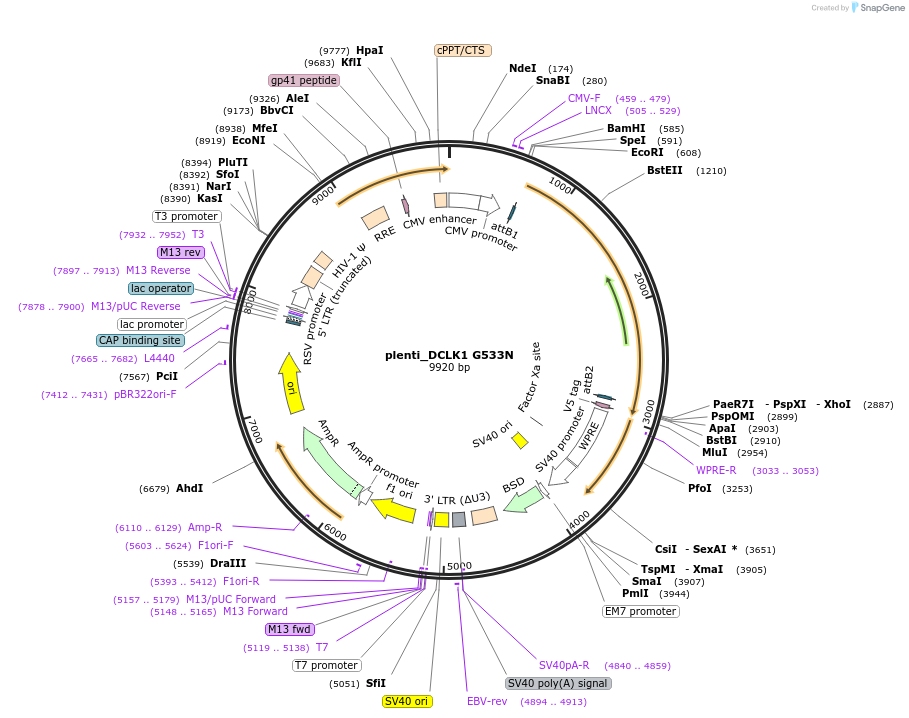163627-plasmid-map-sequence-id-324839