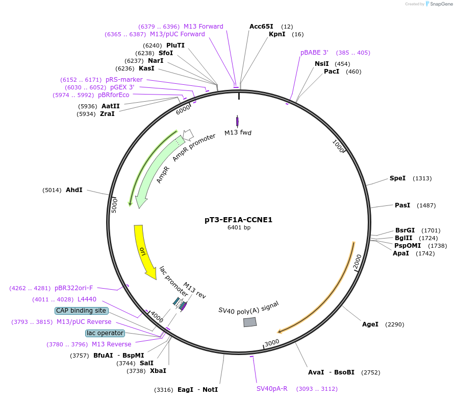 162553-plasmid-map-sequence-id-324841