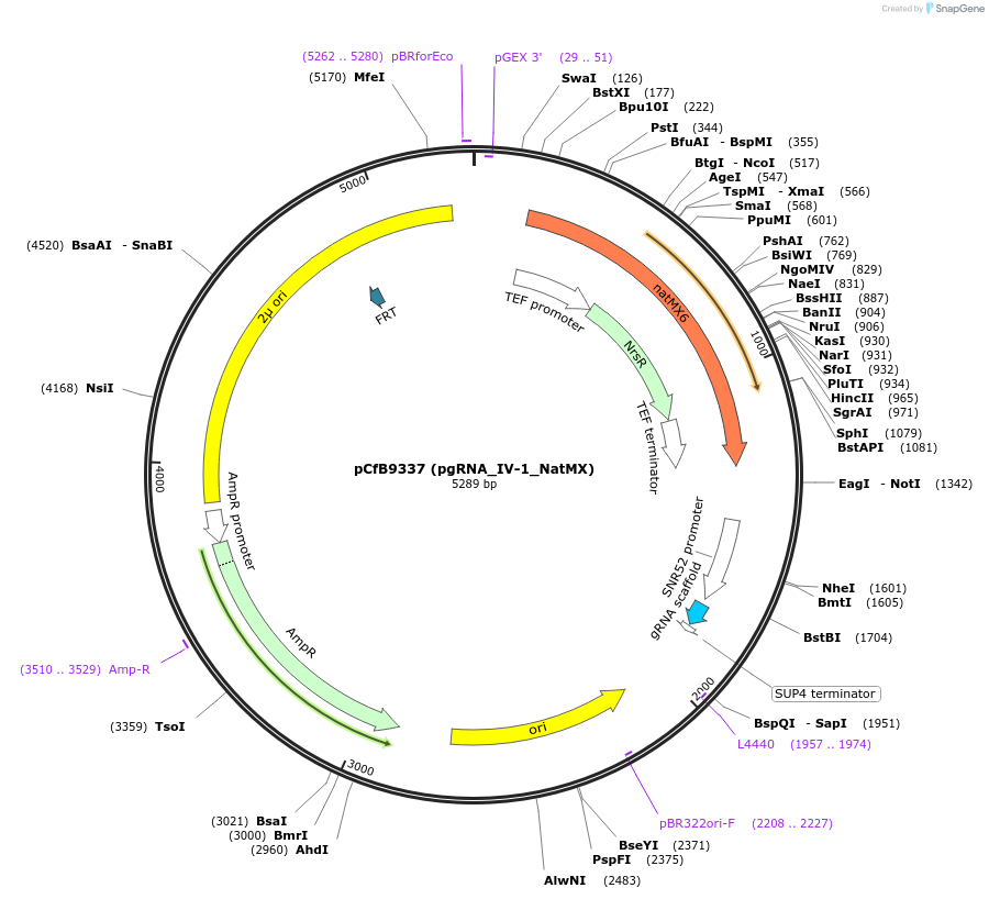 161590-plasmid-map-sequence-id-324867