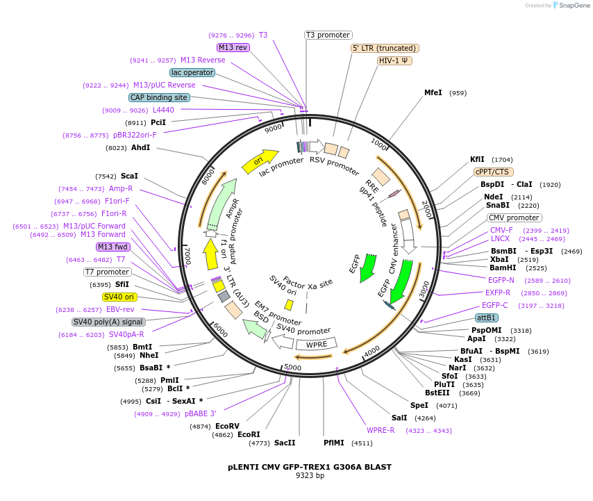 164241-plasmid-map-sequence-id-324872